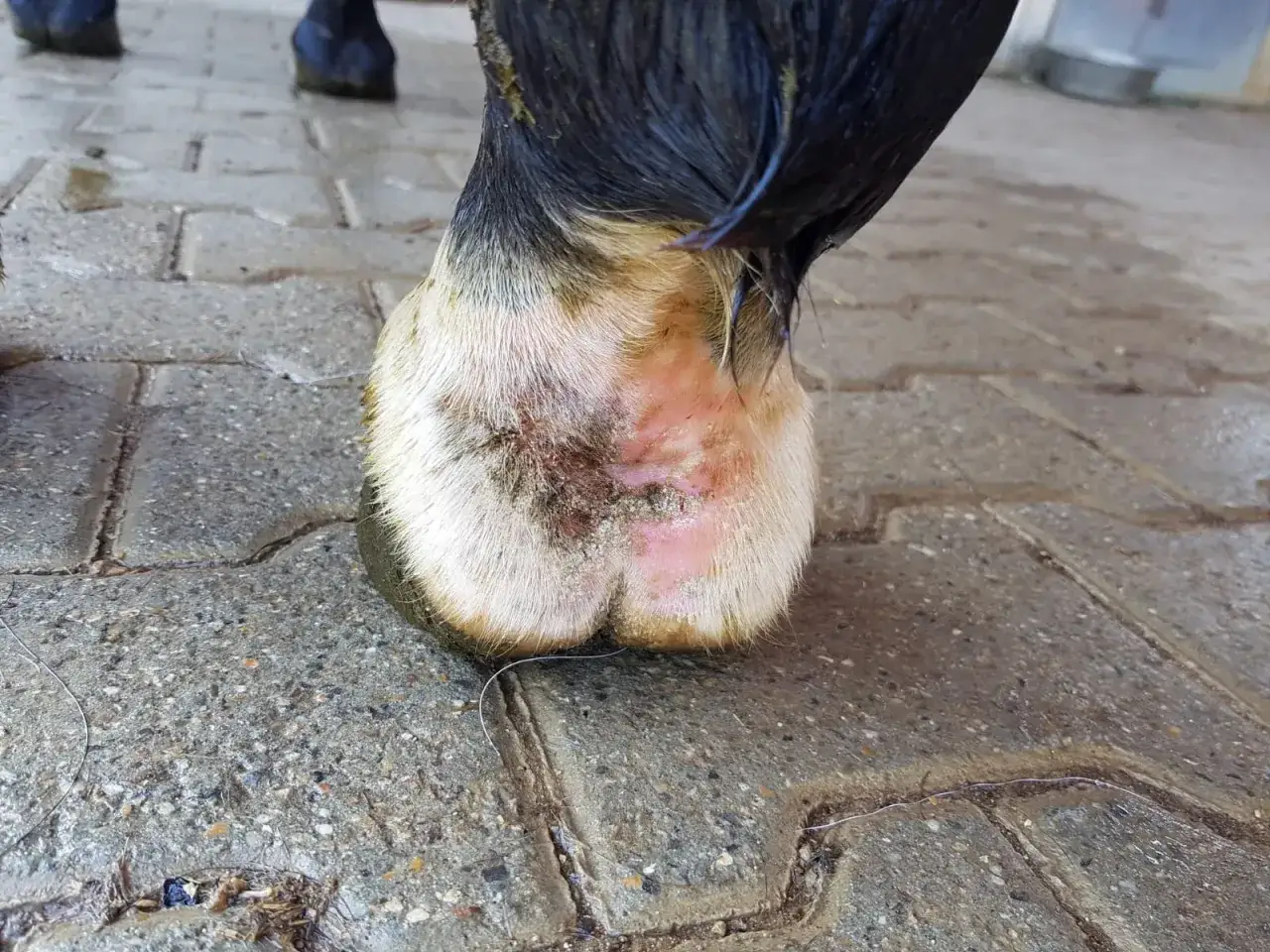 Pferd mit Hautirritation am Fesselgelenk, m&ouml;glicherweise durch Milben verursacht. Hausmittel k&ouml;nnten hier Linderung verschaffen.