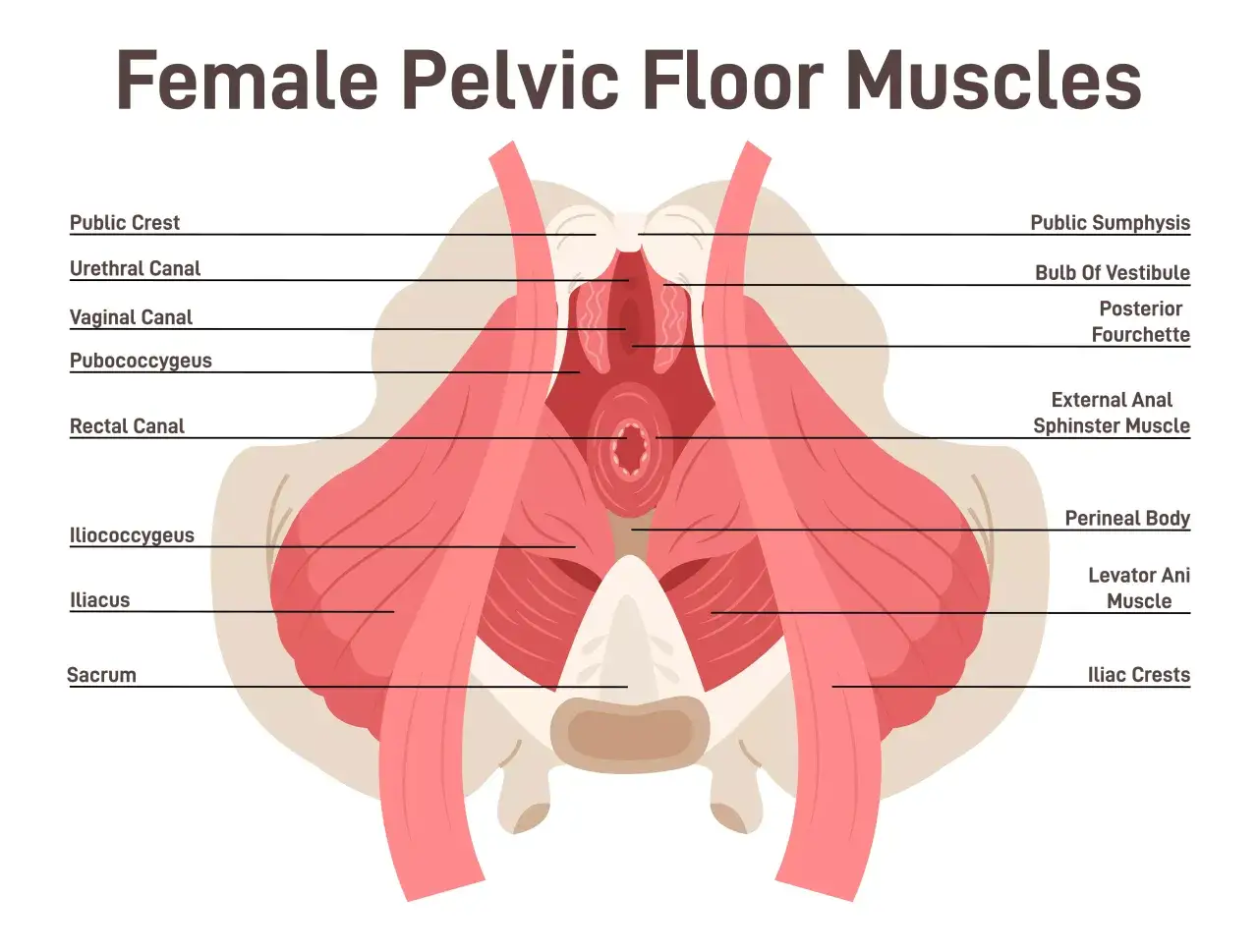 Schéma des muscles du plancher pelvien féminin, essentiels pour le contrôle de la vessie et la prévention de l'exercice fuite urinaire.
