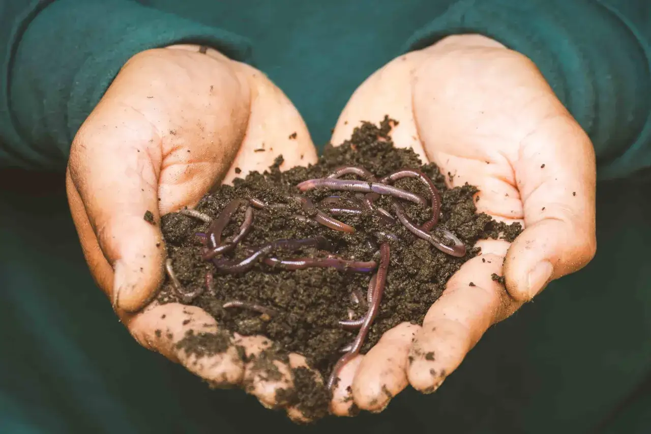 Manos sostienen tierra con lombrices. Es como soñar con lombrices, un símbolo de renovación y vida subterránea.