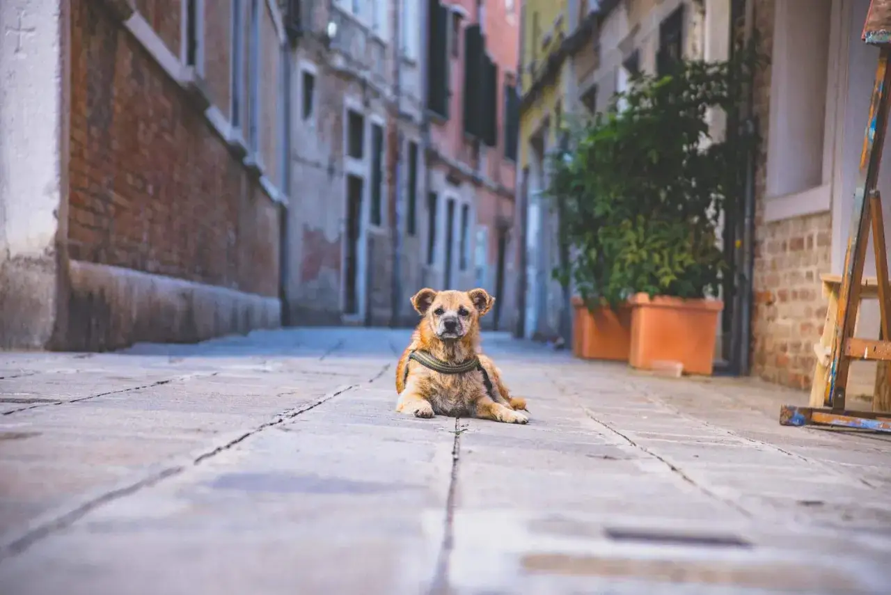 Un perro solo en la calle. &iquest;Qu&eacute; hacer si te encuentras un perro abandonado? Este peludo espera ayuda en un callej&oacute;n de Venecia.