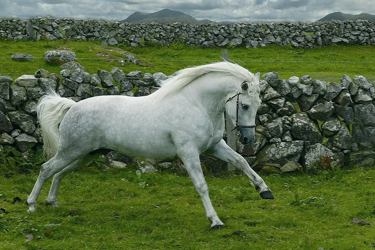 Un magnifique cheval gris, d'une taille impressionnante, galope dans un pré verdoyant, près d'un mur de pierres typique du Connemara.