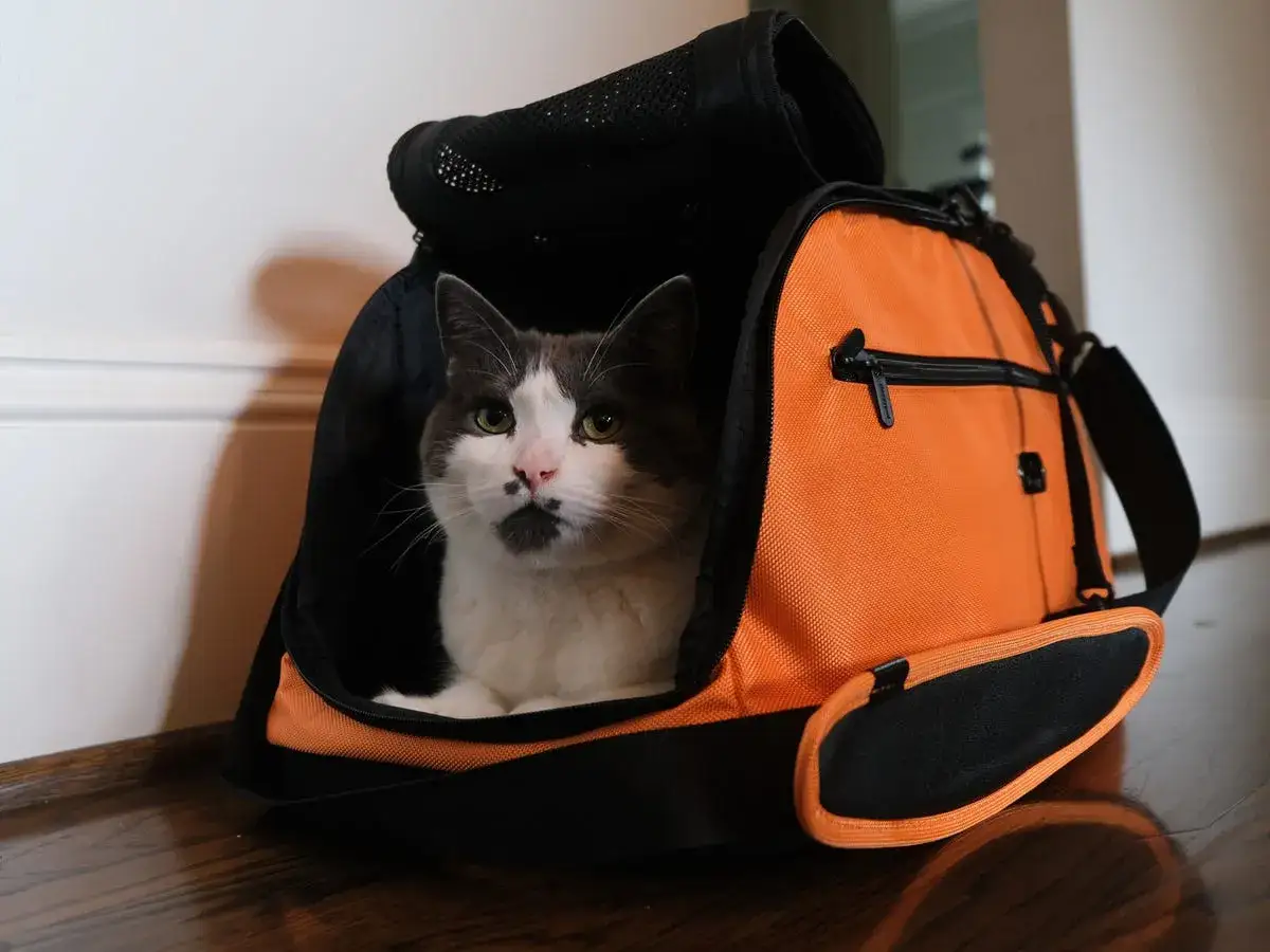 A grey and white cat with a distinctive dark marking on its nose sits patiently in an orange and black carrier, ready for travel.