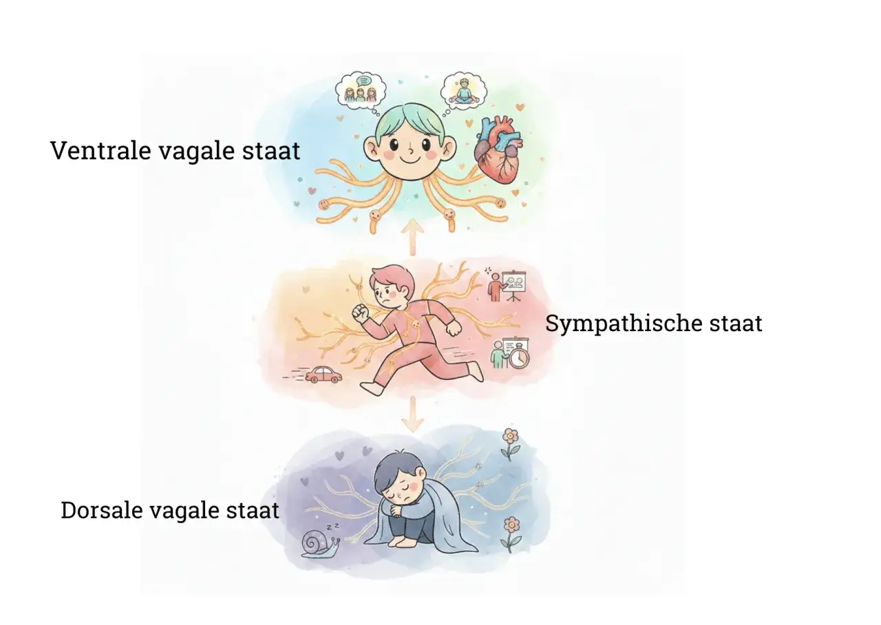 Illustratie van drie staten: ventrale vagale (verbondenheid, geluk), sympathische (stress, actie) en dorsale vagale (isolatie, verdriet). Compassie als sleutel tot geluk.