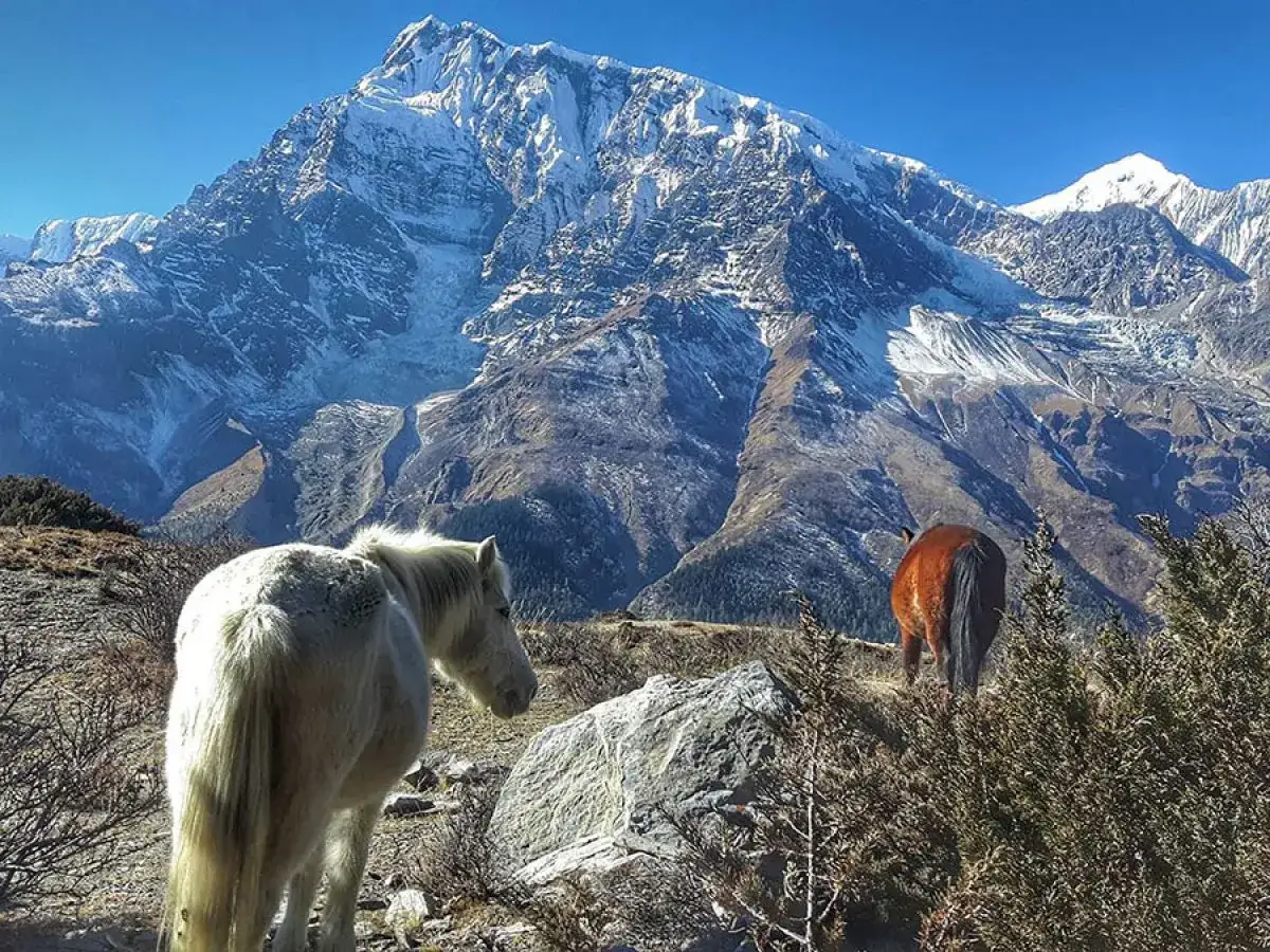 Dwa konie na tle ośnieżonych szczyt&oacute;w Himalaj&oacute;w. Niezapomniany trekking w g&oacute;rach.