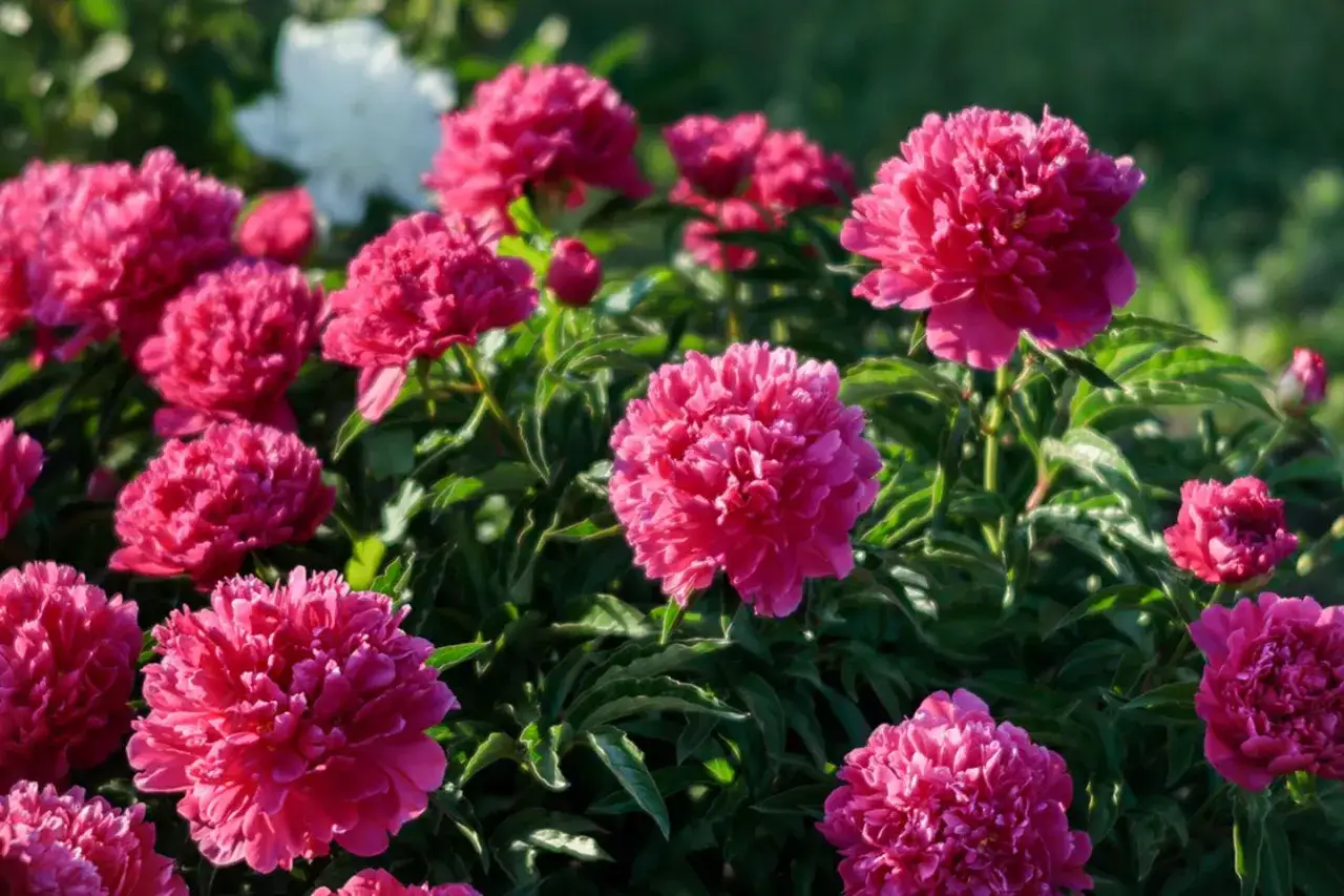 Ein Beet voller leuchtend pinker Pfingstrosen, die im Sonnenlicht erstrahlen. Der ideale Pfingstrosen Standort f&uuml;r diese Bl&uuml;tenpracht.