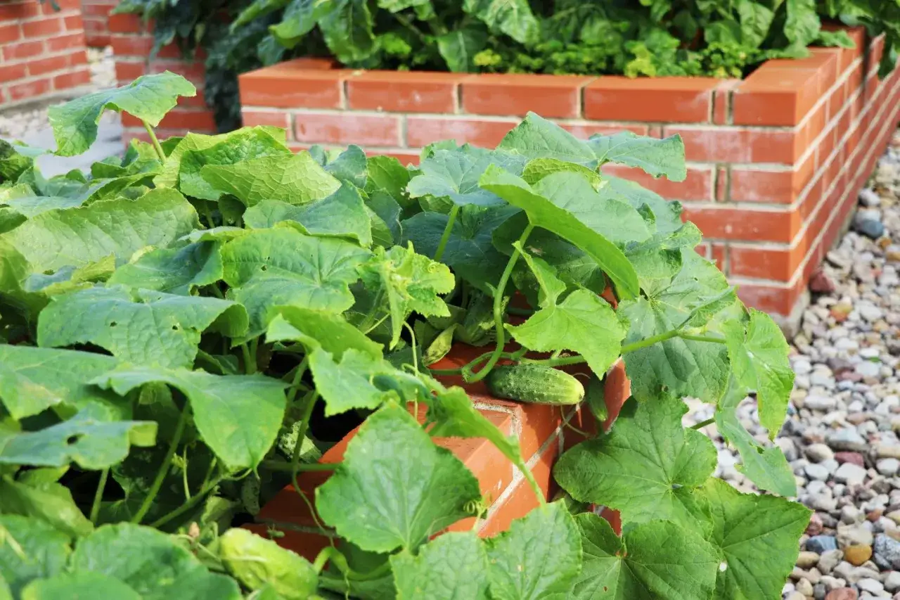 Frische Gurken wachsen &uuml;ppig auf einem Hochbeet aus roten Ziegeln. Die gr&uuml;nen Bl&auml;tter ranken sich um die Kanten, w&auml;hrend kleine Fr&uuml;chte sich zeigen.