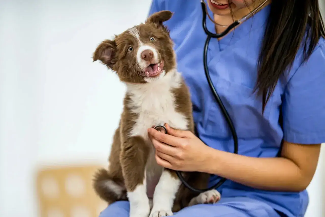 S&uuml;&szlig;er brauner Welpe mit Stethoskop beim Tierarzt. Regelm&auml;&szlig;ige Untersuchungen und Welpen entwurmen sind wichtig f&uuml;r die Gesundheit.