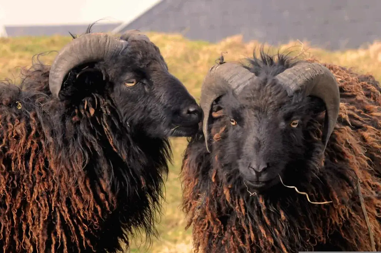 Dos ovejas negras con cuernos curvos y pelaje lanudo se miran. Una le susurra algo a la otra.