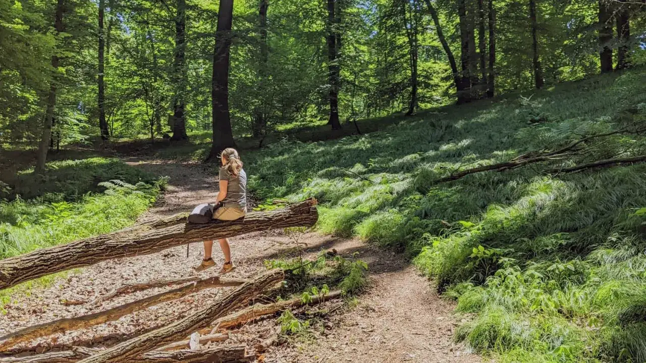 Kobieta siedzi na powalonym drzewie w lesie, podziwiając piękno jednego z polskich parków narodowych.