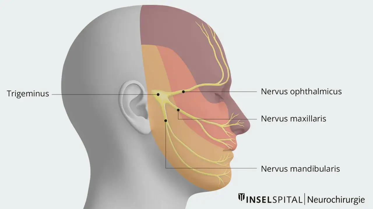 Illustration des Trigeminusnervs im Gesicht. Ein Kribbeln im Gesicht kann auf Probleme mit diesem Nerv hinweisen.