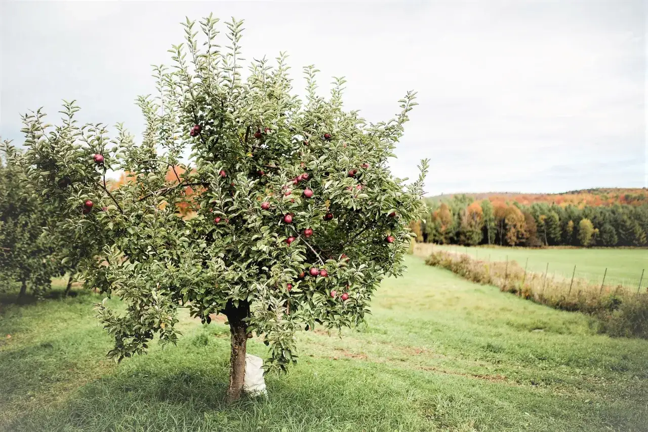 Pommier chargé de fruits rouges, prêt à être cueilli. Combien de temps pour avoir des fruits ? Ce pommier semble déjà bien productif.