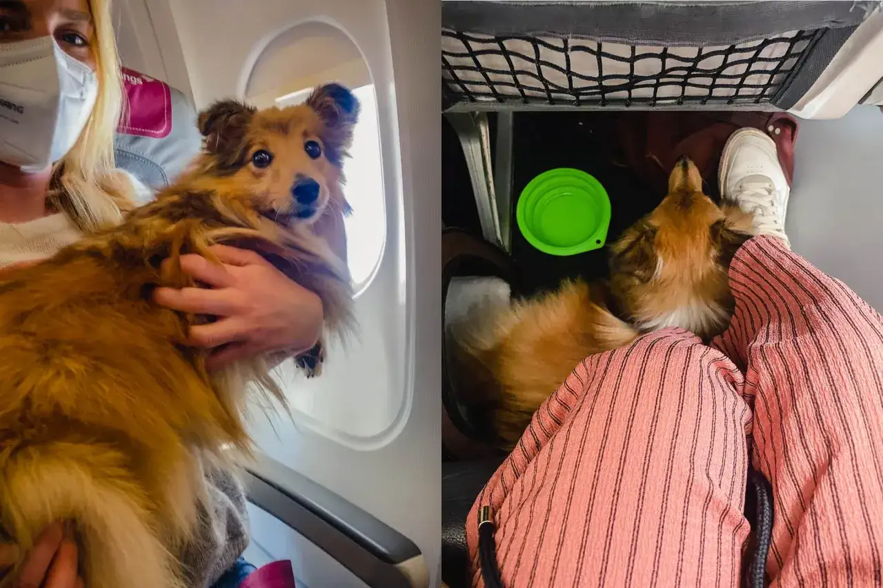 Ein Hund genie&szlig;t das **Fliegen mit Hund** im Flugzeug. Links h&auml;lt ihn eine Person, rechts schl&auml;ft er unter dem Sitz.