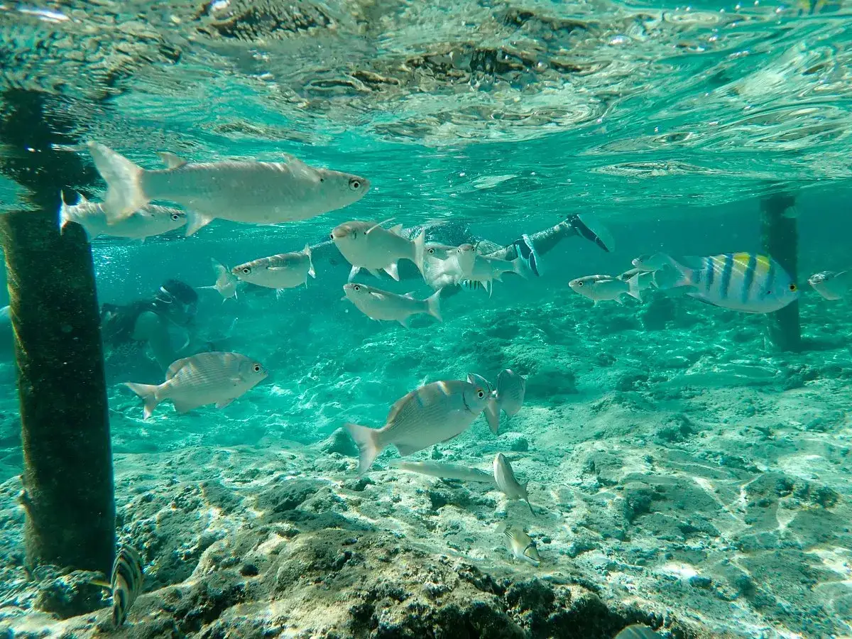 Podwodny świat przy hotelu Lazuli Marsa Alam: ławica ryb pływa wokół nurka.