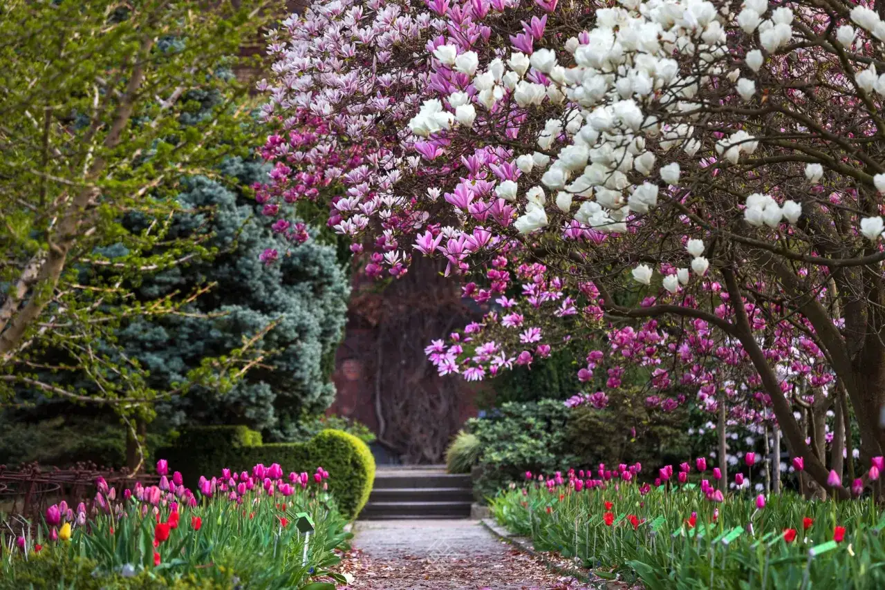 Ein Weg im botanischen Garten Breslau f&uuml;hrt vorbei an bl&uuml;henden Magnolien und bunten Tulpen.