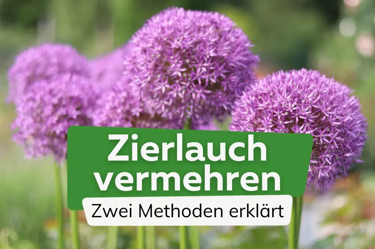 Zierlauch vermehren: So gelingt die Vermehrung von Zierlauch durch Teilung oder Aussaat. Zwei Methoden erklärt.