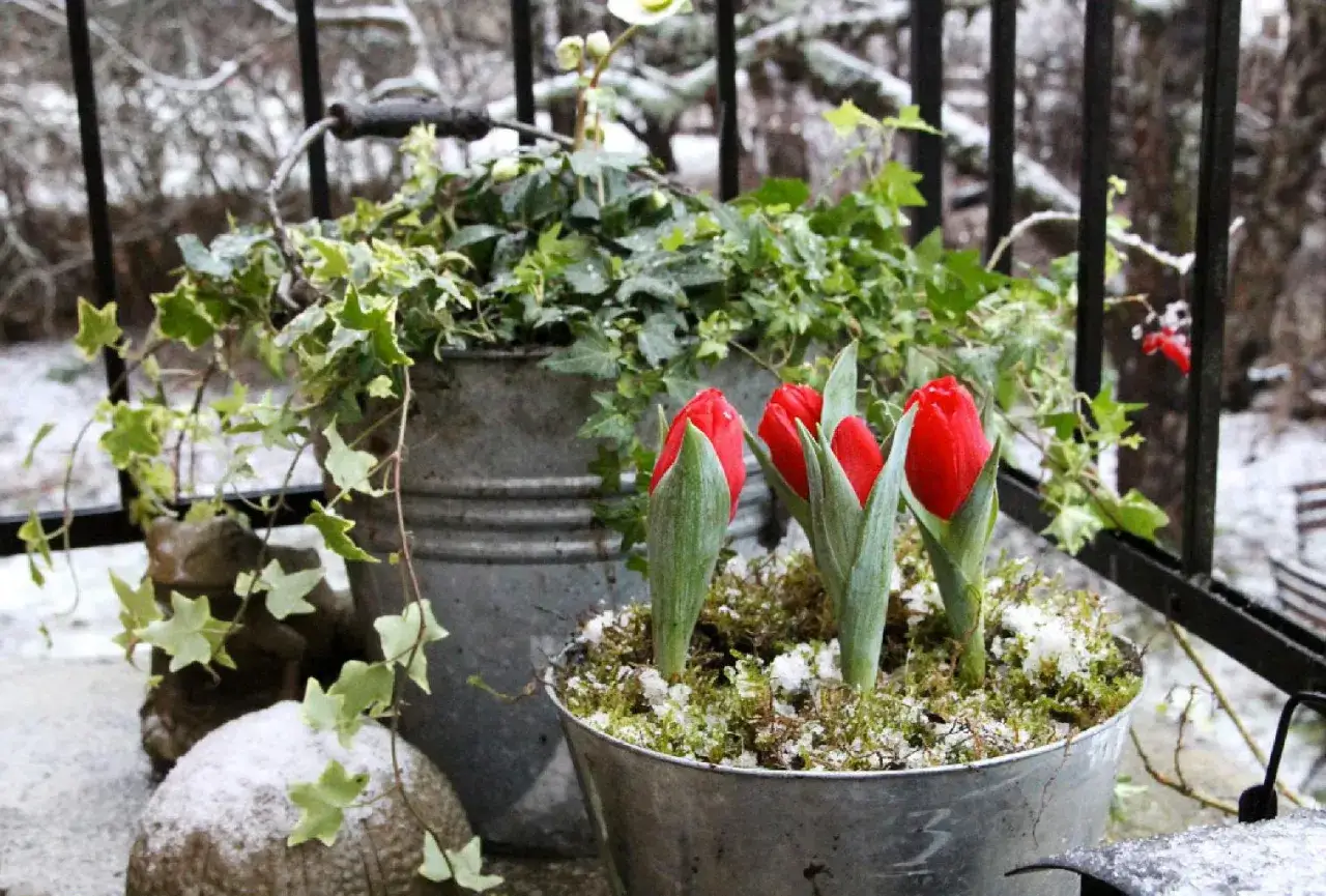 Röda tulpaner och murgröna i zinkkrukor, trots snö och kyla, visar att det finns vinterblommor ute.