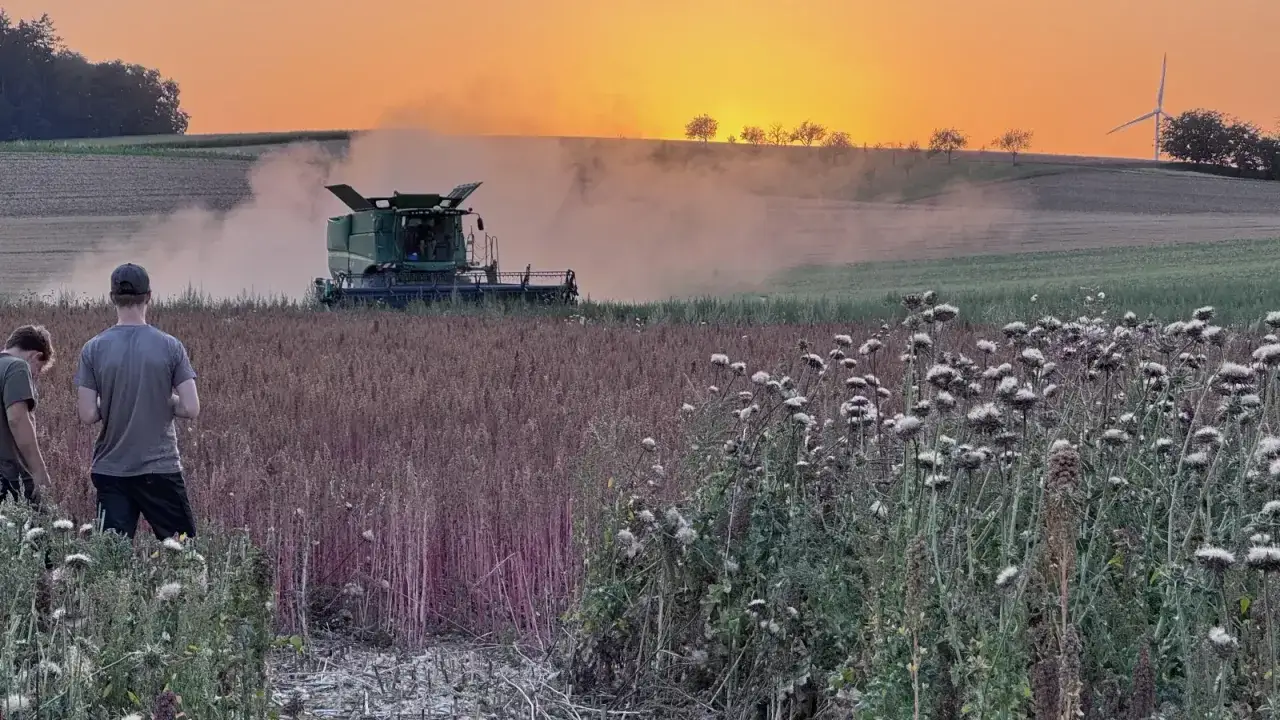 Mähdrescher erntet Buchweizen im Abendrot. Zwei junge Männer beobachten die Ernte auf dem Feld, während im Hintergrund eine Windkraftanlage steht.