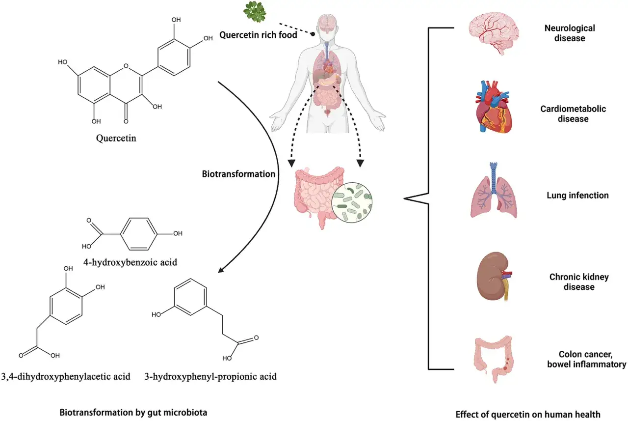 La quercetina, dopo biotrasformazione nell'intestino, influenza la salute umana, da malattie neurologiche a infiammazioni intestinali.