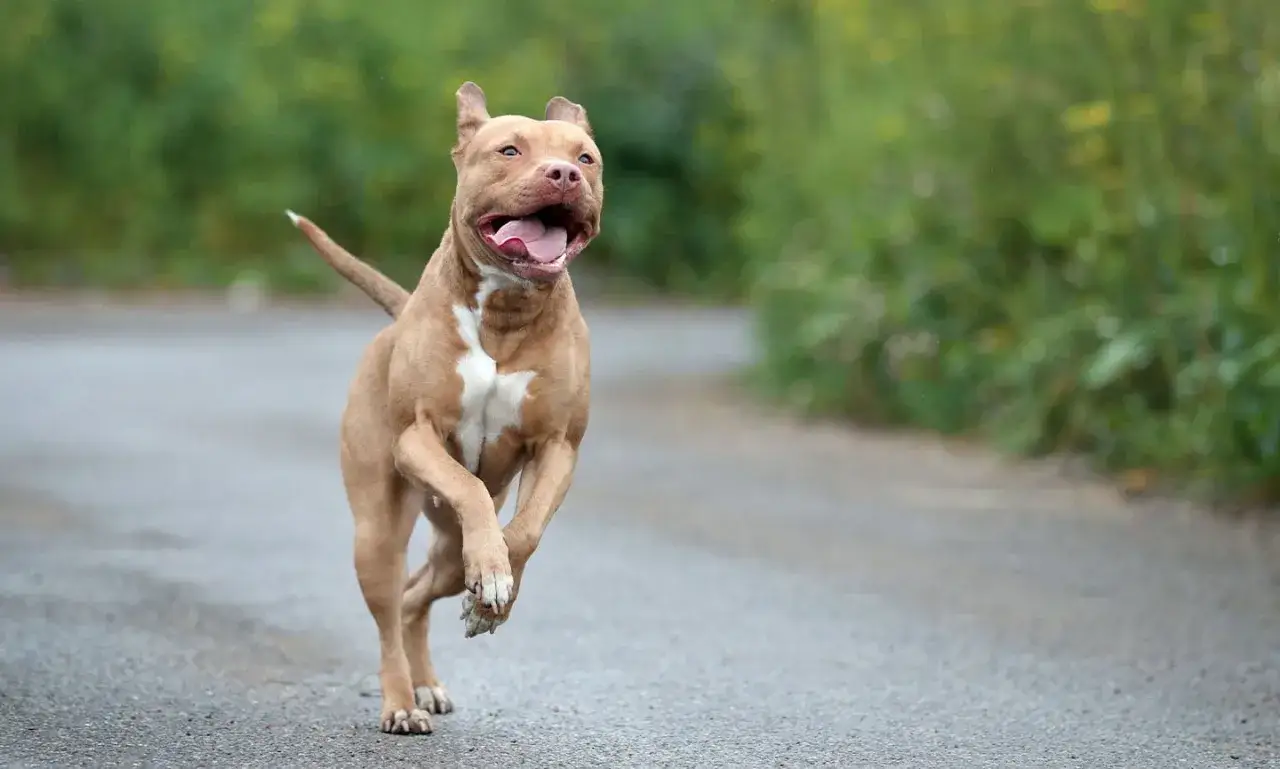 Un pitbull raza pura corre feliz por un camino rural, con la lengua fuera y las orejas hacia atr&aacute;s.