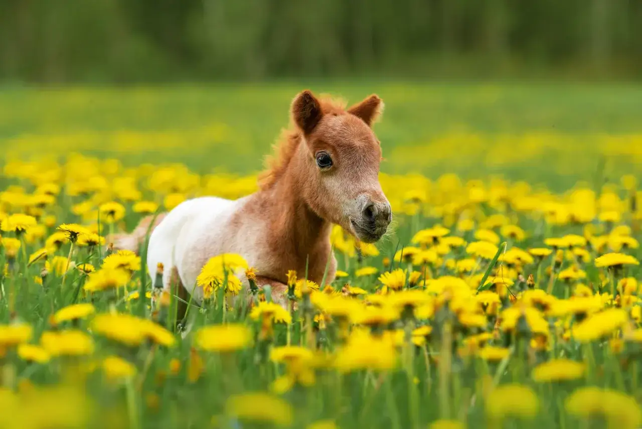 Un adorabile cavallo piccolo razza, con mantello castano e bianco, corre felice in un prato fiorito di gialli denti di leone.