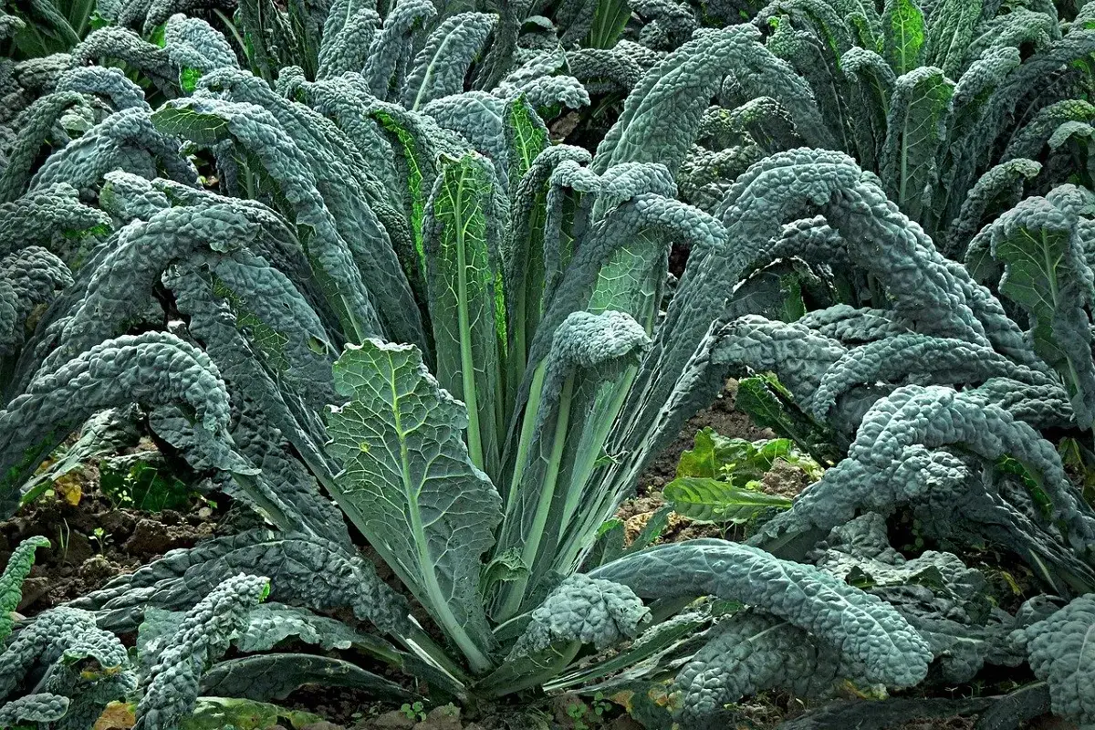 Un campo rigoglioso di cavolo nero, con le sue foglie scure e arricciate che si stagliano sul terreno.
