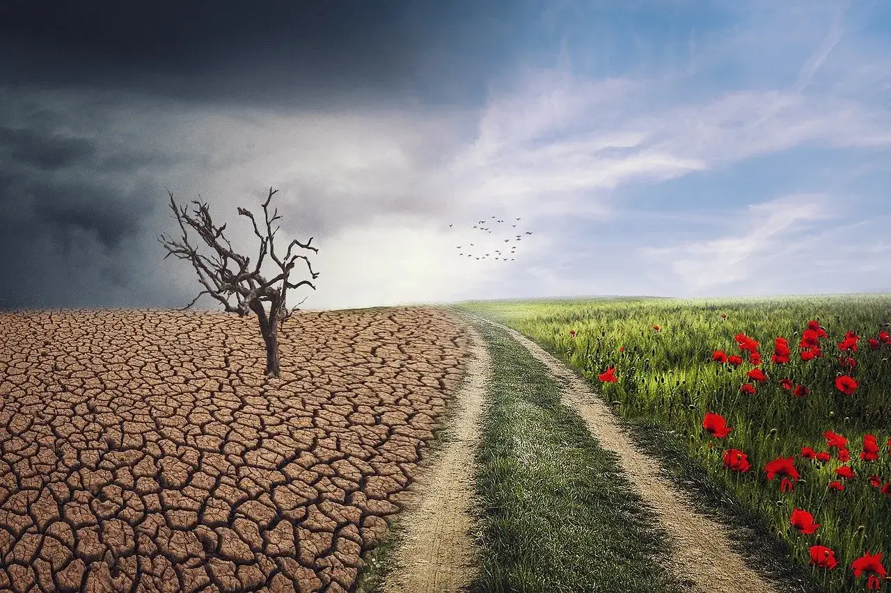 Kontrast krajobrazów: z jednej strony pustynia i uschnięte drzewo pod burzowymi chmurami, z drugiej zielone pole z makami i ptaki na niebie. To skutki zmian klimatu.