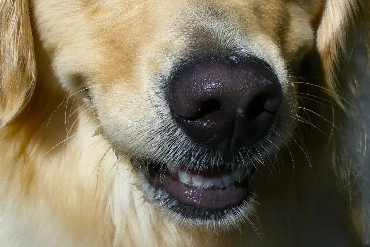 Primo piano del muso di un cane dorato. La bocca &egrave; leggermente aperta, mostrando i denti. Potrebbe essere un sintomo di cimurro cane sintomi.