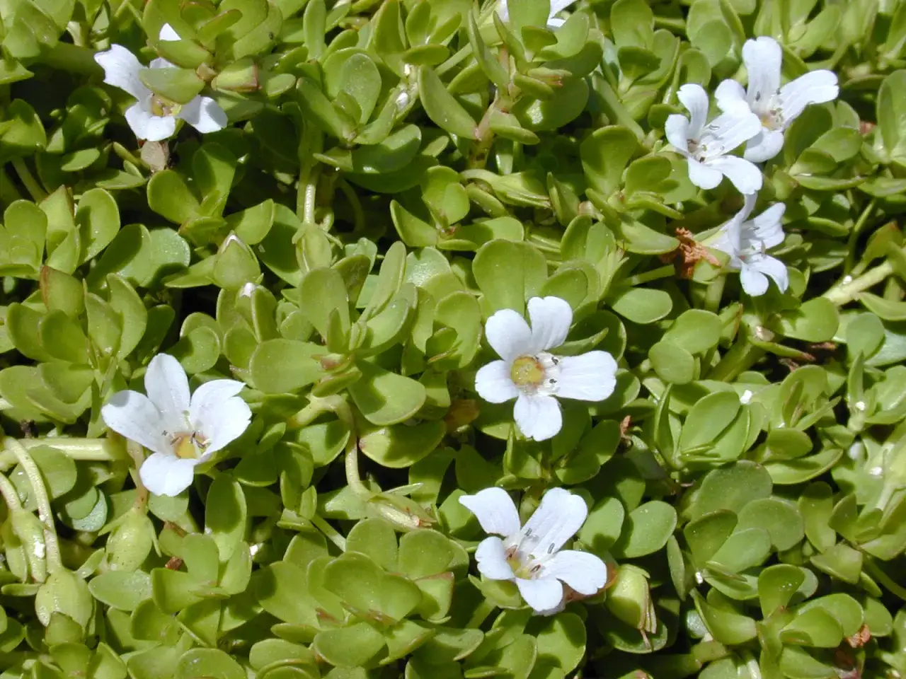 Plantes de bacopa aux petites fleurs blanches, &eacute;voquant les nombreux bacopa bienfaits pour la m&eacute;moire et la concentration.