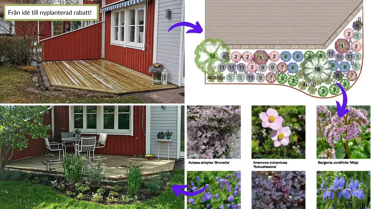 Fr&aring;n id&eacute; till rabattplanering med olika v&auml;xter. En tr&auml;dg&aring;rdsdesign visar hur man kan planera rabatt.