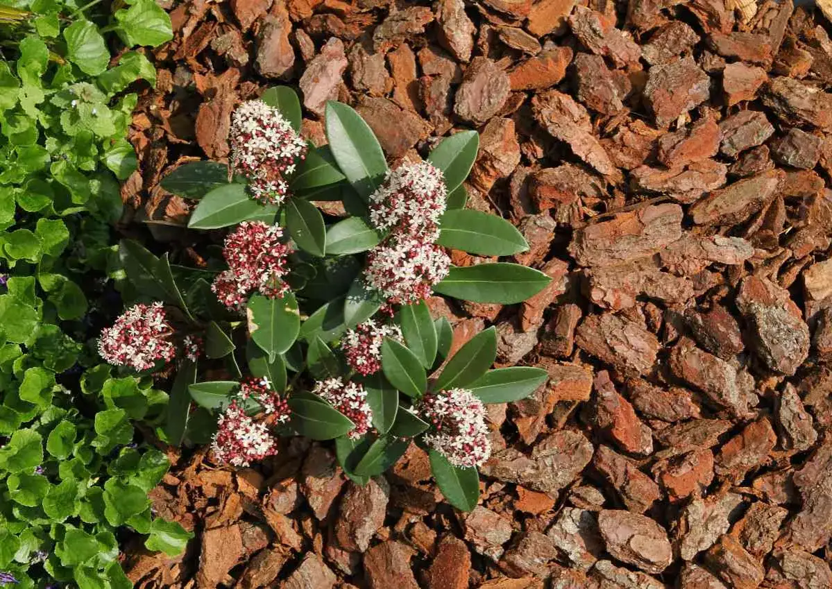 Un arbuste à fleurs rouges et blanches, entouré de paillis d'écorce. Un bon **rhododendron entretien** pour un jardin fleuri.