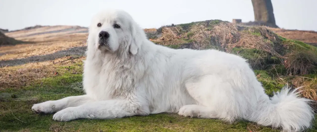 Duży, biały pies rasy Podhalan, jeden z psów górskich, leży na trawie.