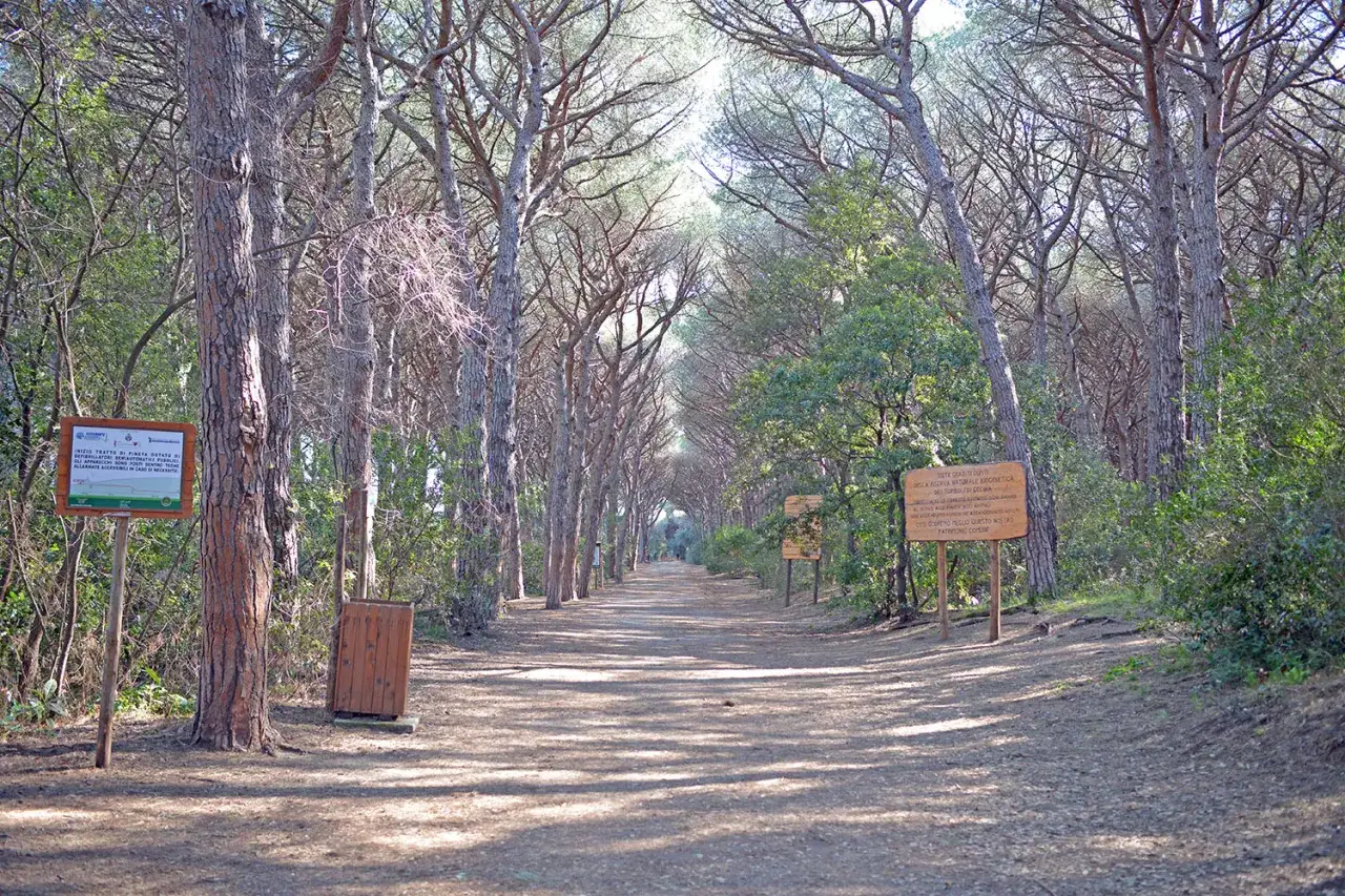 Sentiero nella pineta della riserva naturale Tomboli di Cecina, con cartelli informativi e alberi secolari.