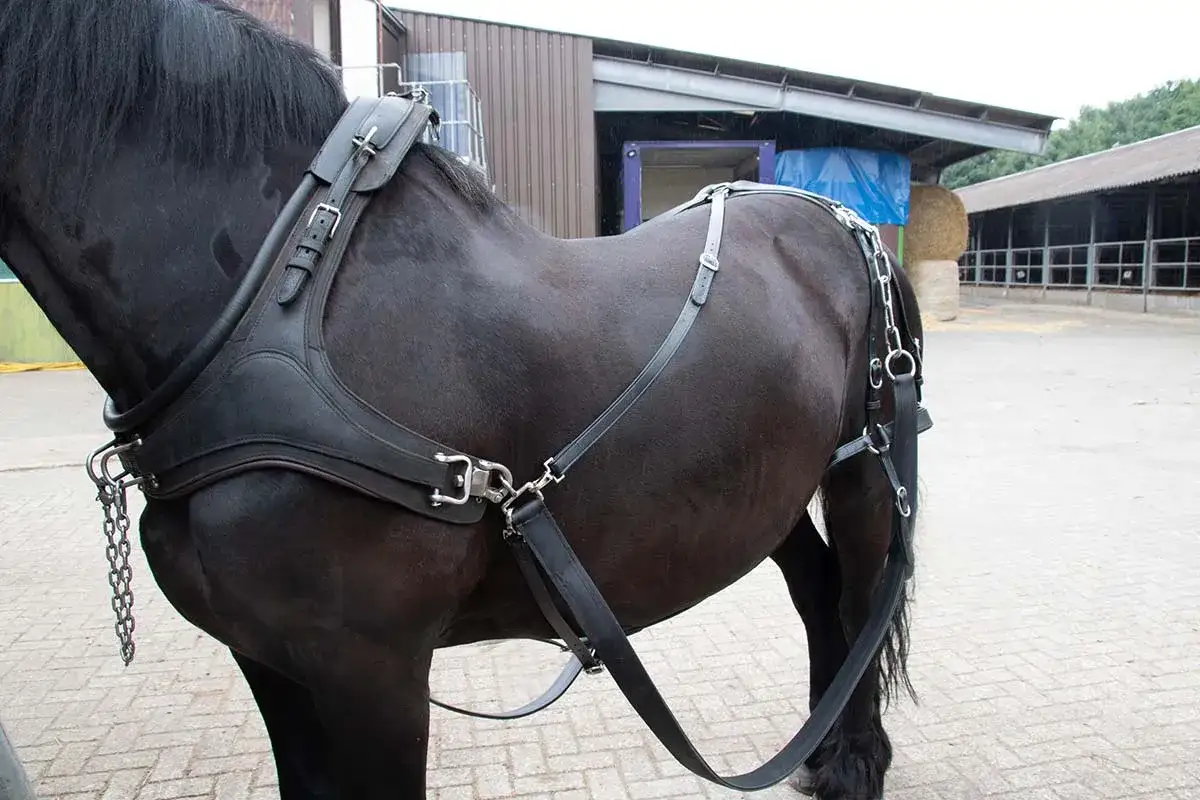 Schwarzes Pferd mit Geschirr, bereit für das Kutsche fahren.
