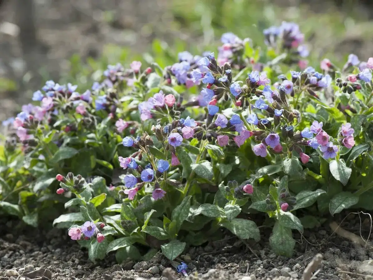 Ein Teppich aus geflecktem Lungenkraut bl&uuml;ht in zarten Blau- und Rosat&ouml;nen auf dem Boden.