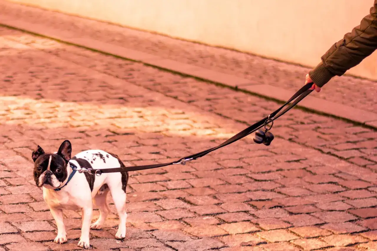 Un bulldog francés con manchas negras y blancas se para en la calle empedrada, con la correa tensa. Parece que mi perro no quiere salir a la calle hoy.