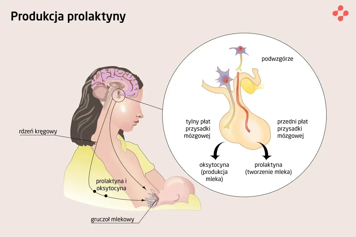 Schemat pokazuje, jak prolaktyna co to jest i jak jest produkowana w przysadce mózgowej, stymulując gruczoł mlekowy do tworzenia mleka.
