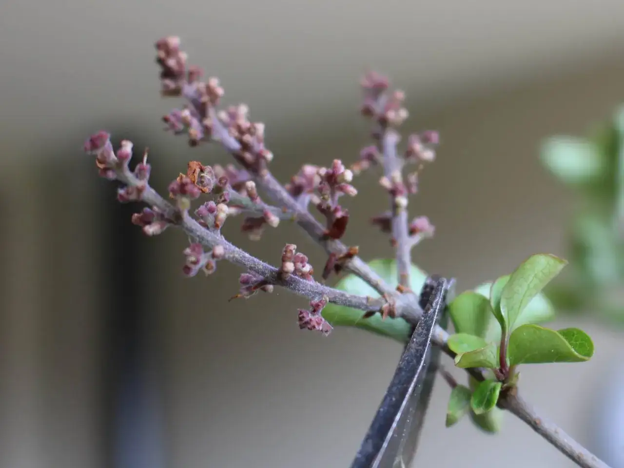 Schere schneidet einen jungen Fliederzweig mit Knospen und grünen Blättern.