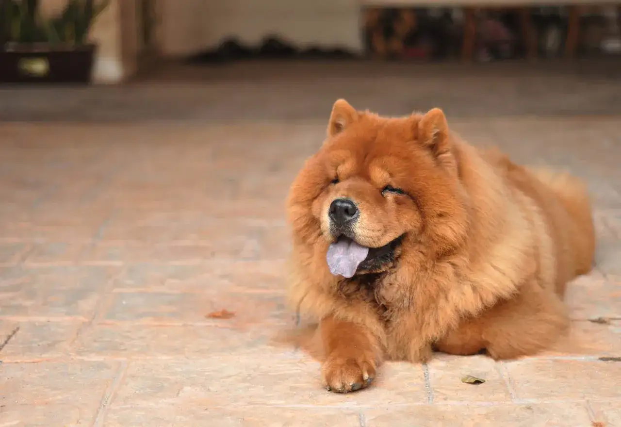 Puszysty chow chow z wywieszonym językiem odpoczywa na płytkach.