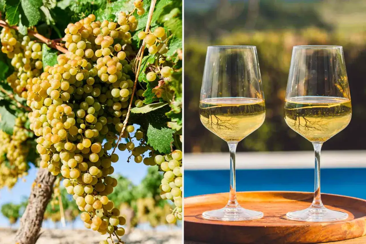 Reife Chardonnay-Trauben am Rebstock und zwei Gl&auml;ser goldener Wein. Was ist Chardonnay? Ein Genuss f&uuml;r warme Tage.