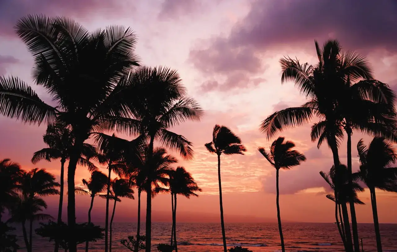 Silhouetten von Palmen am Strand bei Sonnenuntergang. Perfekt für die beste Reisezeit Hawaii.