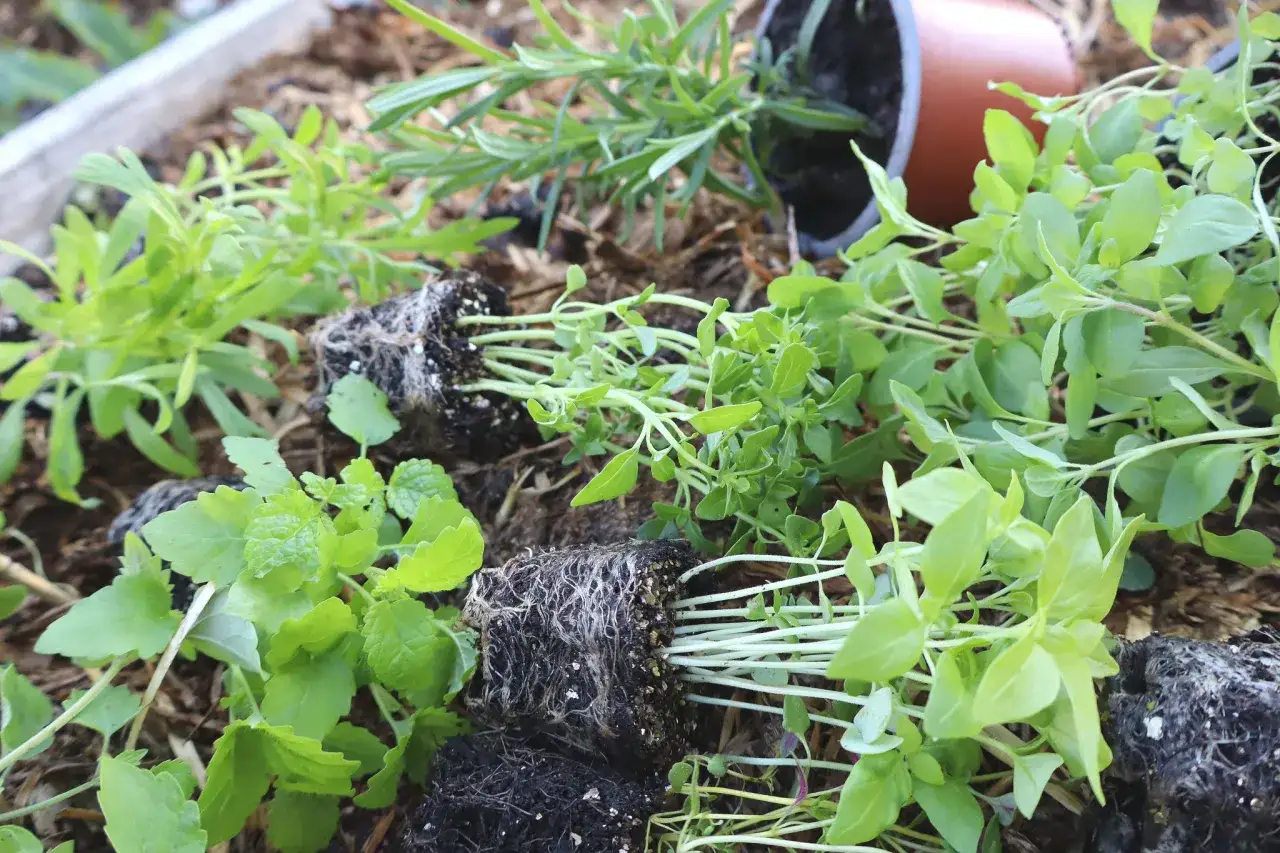 Sm&aring; plantor av **origanum vulgare** och andra &ouml;rter redo att planteras.