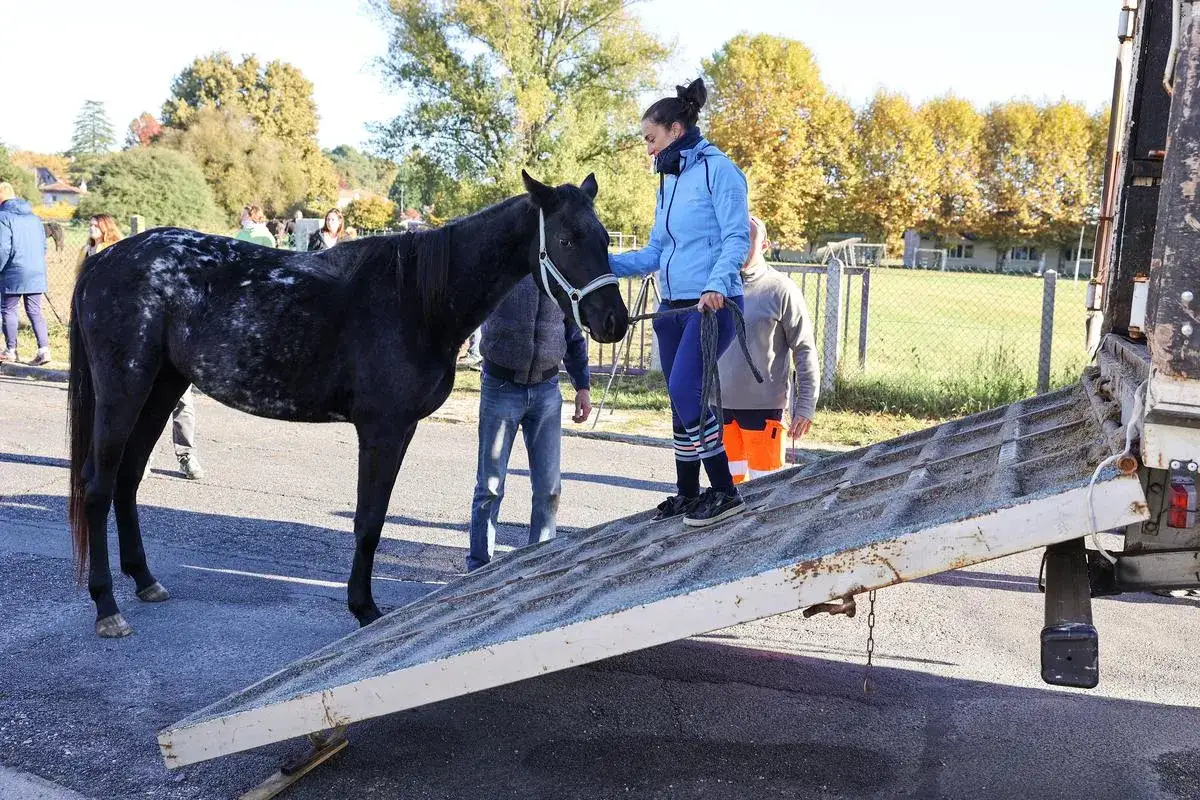 Une femme guide un cheval noir sur une rampe de camion. L'animal semble effrayé, suggérant une possible maltraitance cheval.