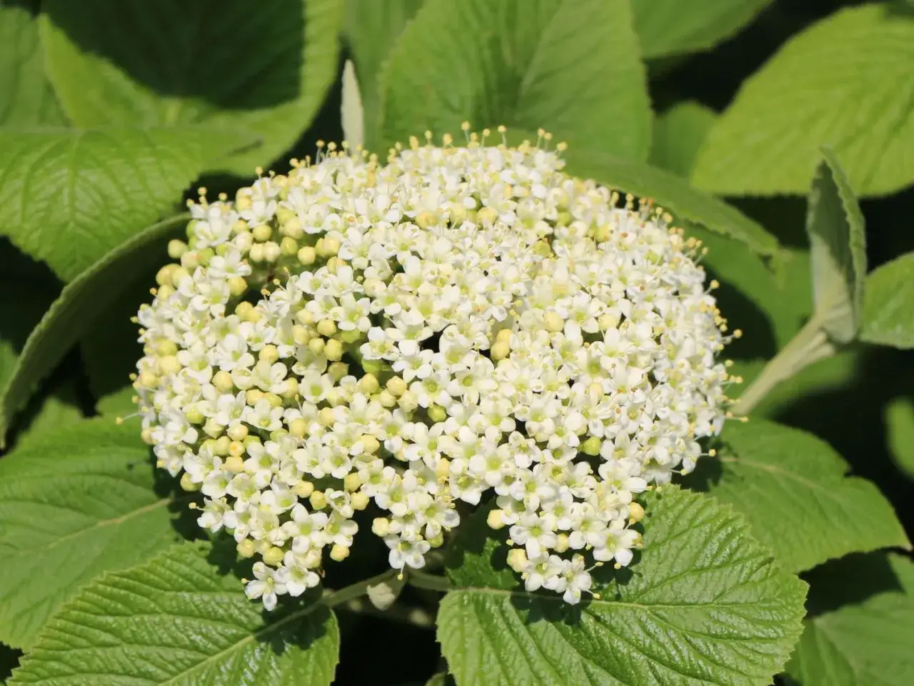 Ein dichter Blütenstand aus vielen kleinen, weißen Blüten mit gelben Staubgefäßen, umgeben von grünen Blättern. Viburnum lantana in voller Pracht.