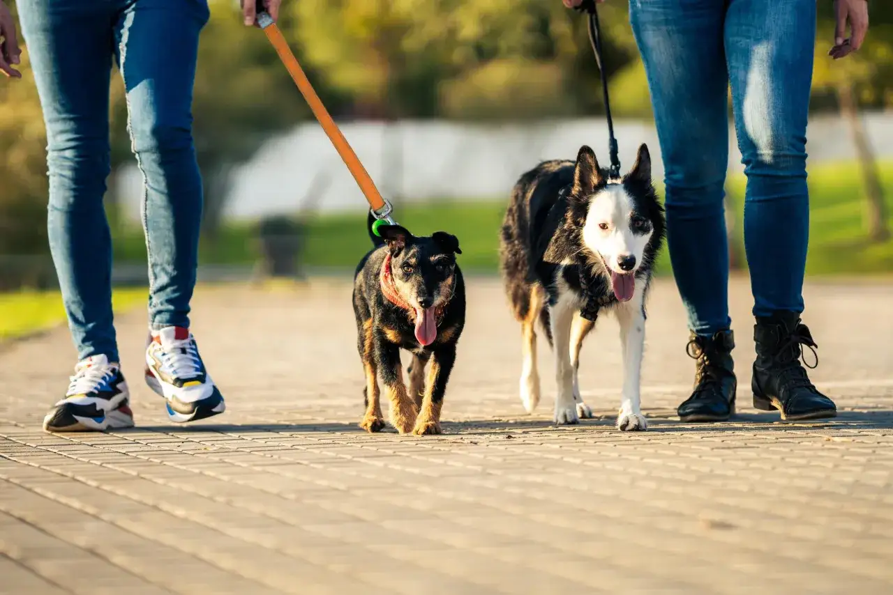 Ein Hund bellt andere Hunde an und zieht an der Leine, w&auml;hrend er mit seinem Besitzer spazieren geht.