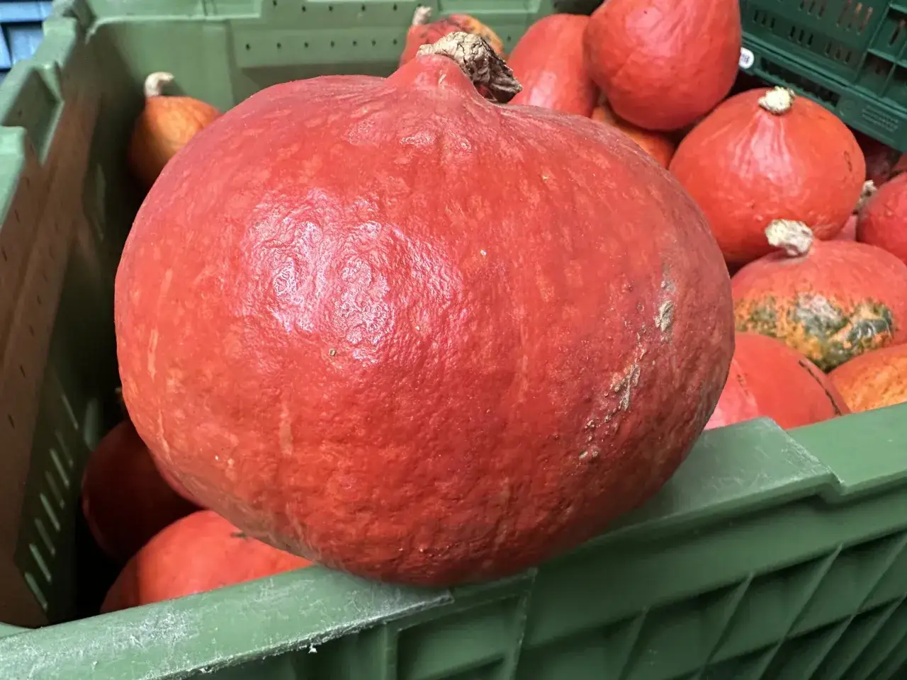 Duża, pomarańczowa dynia hokkaido, gotowa do zbioru. W tle inne dynie i zielona skrzynka.