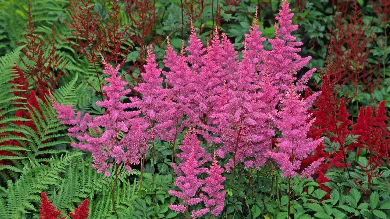 Strahlend pinke und rote hohe Stauden als Sichtschutz, umgeben von sattgr&uuml;nen Farnen.