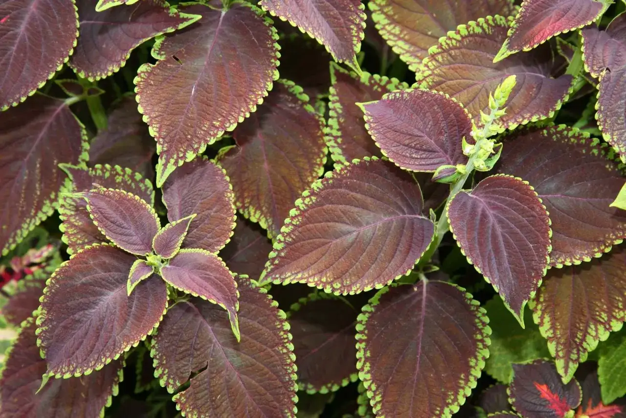 Close-up of coleus leaves with burgundy centers and lime-green serrated edges. A common houseplant, are coleus toxic to cats?