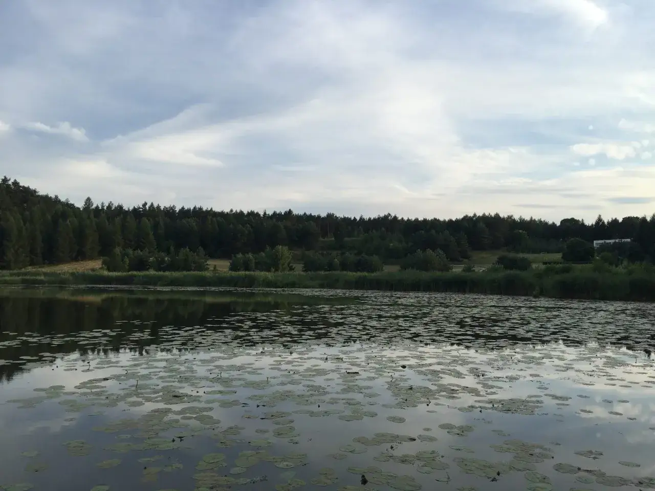 Spokojne jezioro Głębocko Opolskie z gęsto porośniętym lasem na brzegu i licznymi liliami wodnymi na powierzchni.