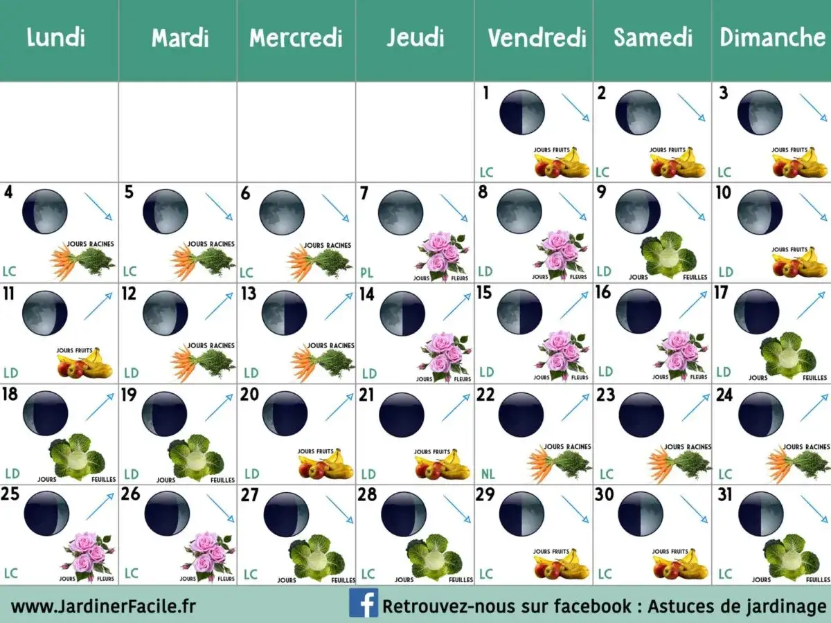 Calendrier lunaire mai : jours pour semer fruits, racines et feuilles, avec phases lunaires.