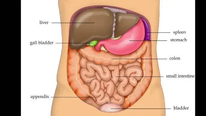 diagram narządów jamy brzusznej